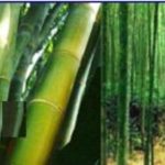 bambu bitkisi e1500478062104
